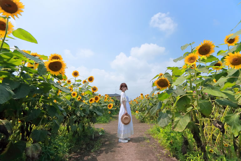 蓮田のひまわり畑を知っていますか デートにおすすめ 蓮田ひまわり畑に行ってみよう らくたの