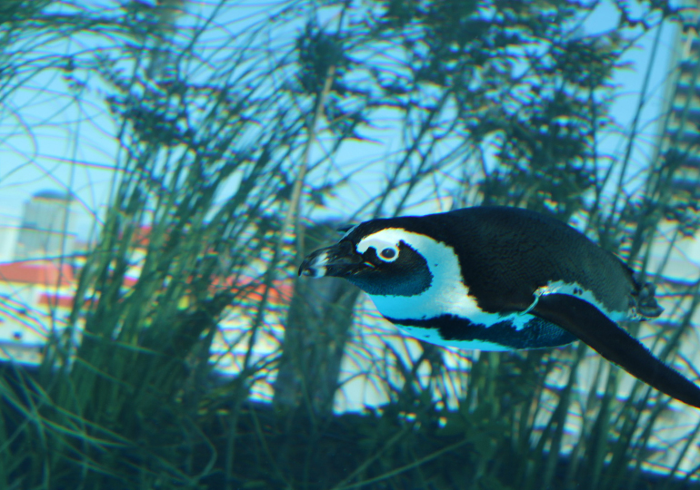 サンシャイン水族館