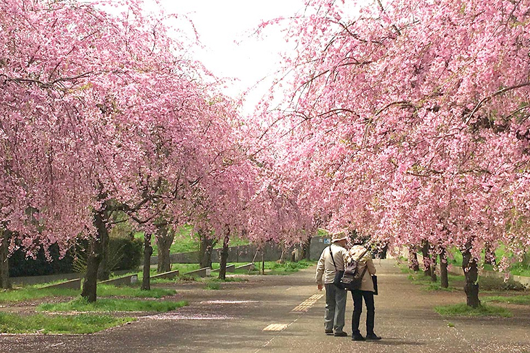 飛鳥山公園の桜