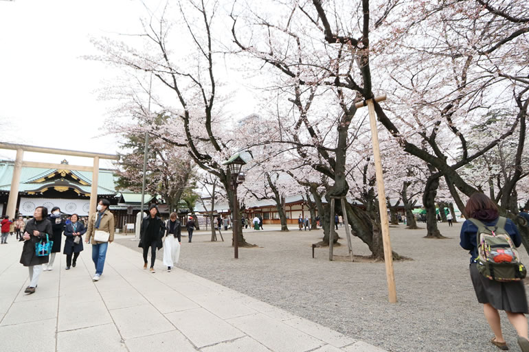 靖国神社の桜