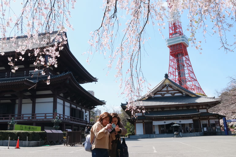 東京の隠れたお花見スポット増上寺でお花見をしよう らくたの